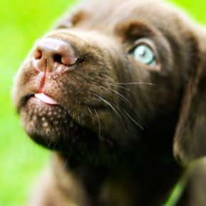 close up chocolate lab puppy