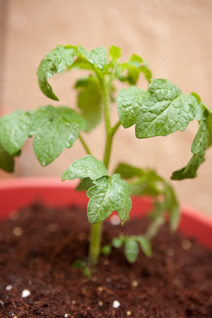 tomato plants in containers