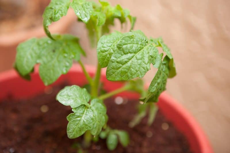 baby tomato plant