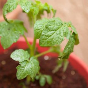 Growing Tomato Plants in Containers