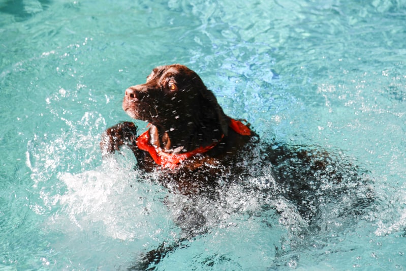 coco lively swimming in water